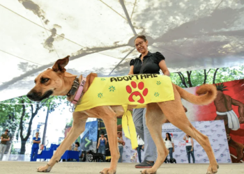 Celebran jornada de adopción animal en Benito Juárez: promueven hogares responsables para perros y gatos