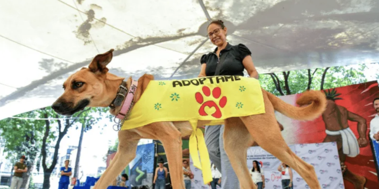 Celebran jornada de adopción animal en Benito Juárez: promueven hogares responsables para perros y gatos