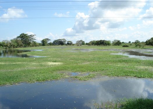 Buscan declarar segundo sitio Ramsar en Tabasco: proponen sistema lagunar en Cárdenas