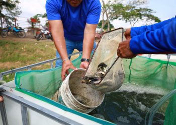 Siembran 200 mil crías de tilapia en laguna Cocoyol, en el municipio de Centro
