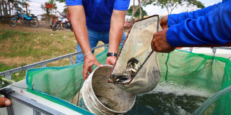 Siembran 200 mil crías de tilapia en laguna Cocoyol, en el municipio de Centro