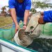 Siembran 200 mil crías de tilapia en laguna Cocoyol, en el municipio de Centro