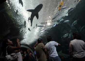Más de 35 mil personas visitaron el Acuario de Veracruz durante Semana Santa
