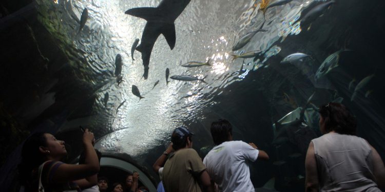 Más de 35 mil personas visitaron el Acuario de Veracruz durante Semana Santa
