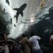 Más de 35 mil personas visitaron el Acuario de Veracruz durante Semana Santa