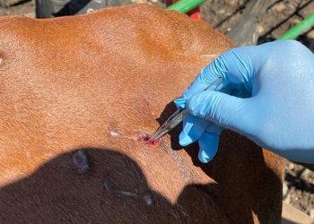 Suman 137 casos positivos de gusano barrenador en Tabasco, alerta la OMSA