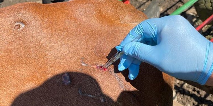 Suman 137 casos positivos de gusano barrenador en Tabasco, alerta la OMSA