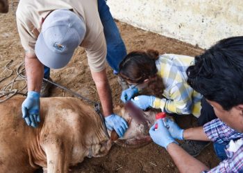 Alerta en Tabasco: Gusano barrenador se extiende a Tacotalpa y Centla