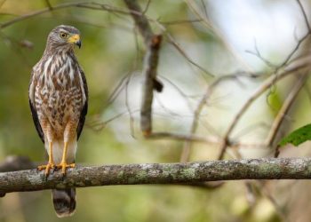 Detectan gusano barrenador en un ave en Tabasco; suman casi 300 casos en animales