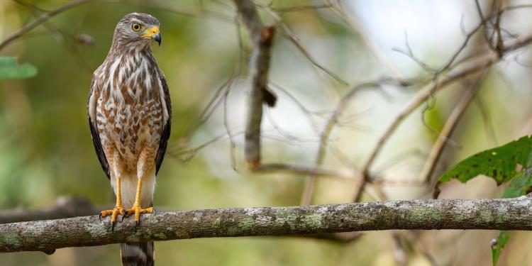 Detectan gusano barrenador en un ave en Tabasco; suman casi 300 casos en animales