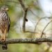 Detectan gusano barrenador en un ave en Tabasco; suman casi 300 casos en animales