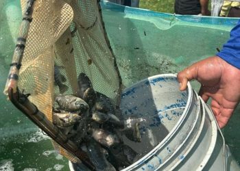 Centro impulsa la pesca local con entrega de 250 mil crías de tilapia
