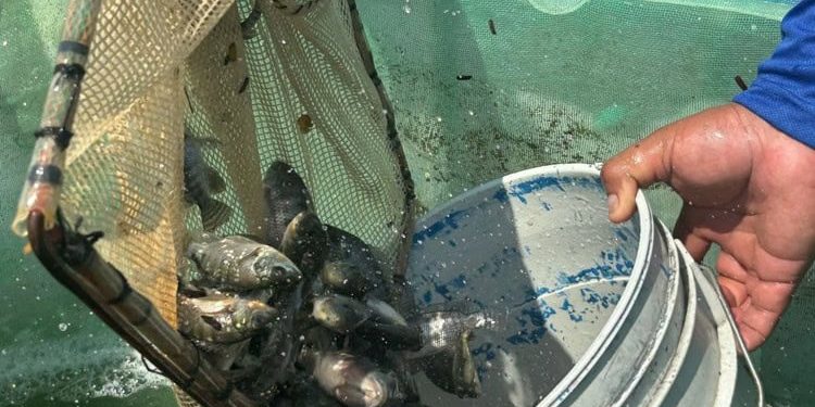 Centro impulsa la pesca local con entrega de 250 mil crías de tilapia