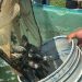 Centro impulsa la pesca local con entrega de 250 mil crías de tilapia