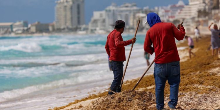 Refuerza Ana Paty Peralta acciones de recolección de sargazo en playas públicas