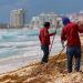 Refuerza Ana Paty Peralta acciones de recolección de sargazo en playas públicas
