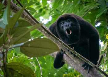 Más de 50 monos aulladores serán trasladados de Playa del Carmen a Veracruz para evitar su reproducción con especies nativas de Quintana Roo