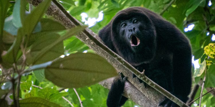 Más de 50 monos aulladores serán trasladados de Playa del Carmen a Veracruz para evitar su reproducción con especies nativas de Quintana Roo
