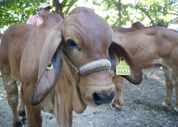 Confirman primer caso de gusano barrenador en Las Choapas, instalan tercer cordón sanitario en el estado