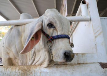 Confirman 42 nuevos casos de gusano barrenador en Tabasco; se suman Teapa y Nacajuca