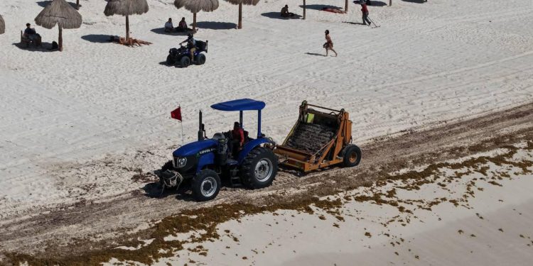 Refuerza Ana Paty Peralta acciones de recolección de sargazo en playas públicas