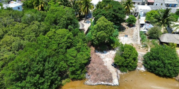 Ecocidio en el puerto de Sisal avanza impunemente con el conocimiento y aparente complicidad de autoridades municipales y federales