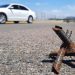 Alertan por ponchallantas en la carretera Macuspana-Villahermosa