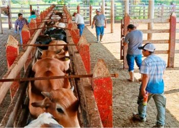 Reportan hasta 400 casos de gusano barrenador en Tabasco