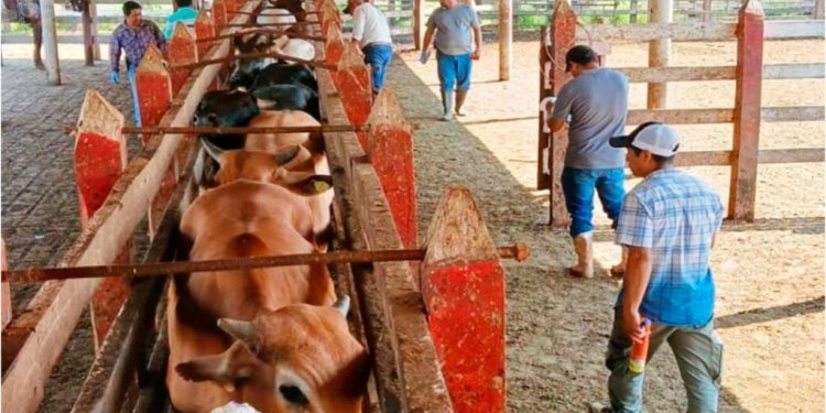 Reportan hasta 400 casos de gusano barrenador en Tabasco