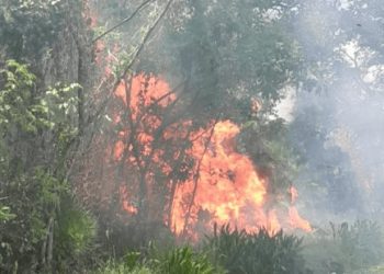 Incendio arrasa con varias hectáreas en Tamulté de las Sabanas durante la madrugada