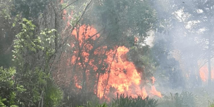 Incendio arrasa con varias hectáreas en Tamulté de las Sabanas durante la madrugada