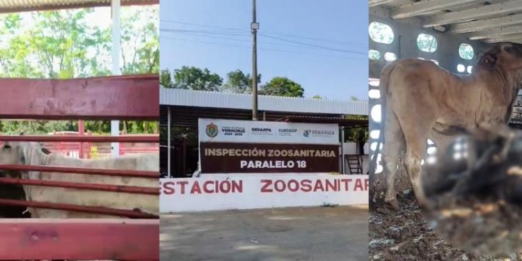 Ganaderos denuncian millonarias pérdidas en punto de revisión en Veracruz