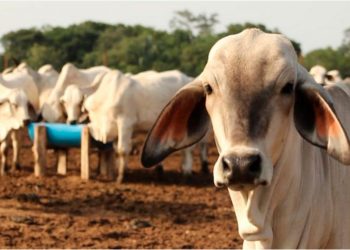 Tabasco, segundo lugar nacional en casos de gusano barrenador; suman 390 animales infectados