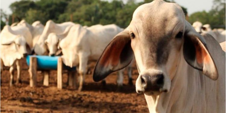 Tabasco, segundo lugar nacional en casos de gusano barrenador; suman 390 animales infectados