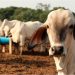 Tabasco, segundo lugar nacional en casos de gusano barrenador; suman 390 animales infectados