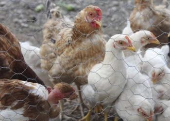 Detecta la OMSA primer caso de gusano barrenador en ave de corral en Balancán
