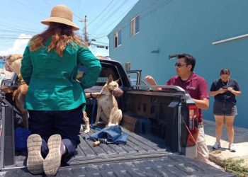 Indigna brutal caso de maltrato animal en Coatzacoalcos; exigen justicia