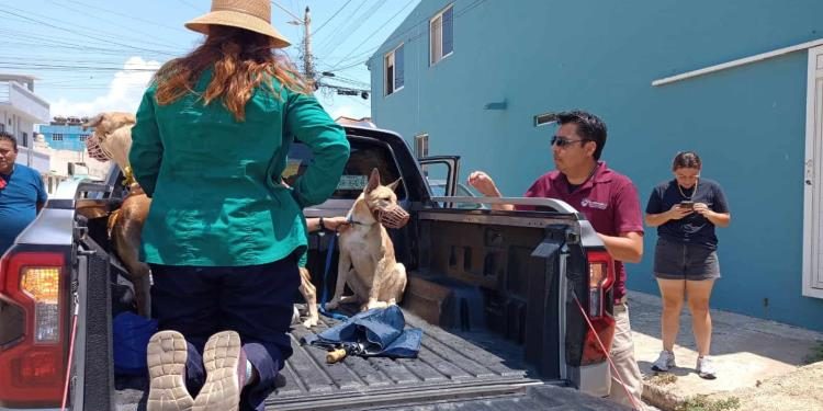 Indigna brutal caso de maltrato animal en Coatzacoalcos; exigen justicia