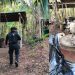 Localizan un laboratorio clandestino en el poblado de Petcacab, en Felipe Carrillo Puerto