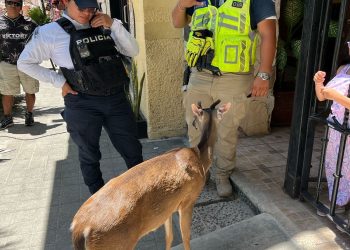 Gobierno de Estefanía Mercado protege la fauna silvestre con atención especializada