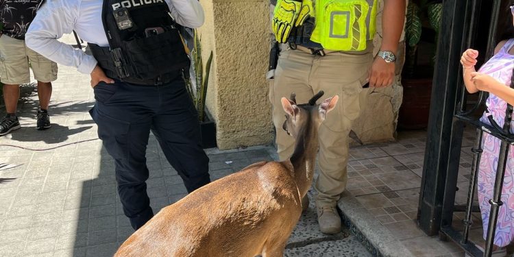 Gobierno de Estefanía Mercado protege la fauna silvestre con atención especializada