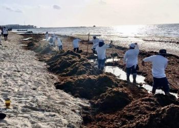 Gobierno de Estefanía Mercado refuerza estrategia contra el sargazo con acciones coordinadas y trabajo permanente en Playa del Carmen