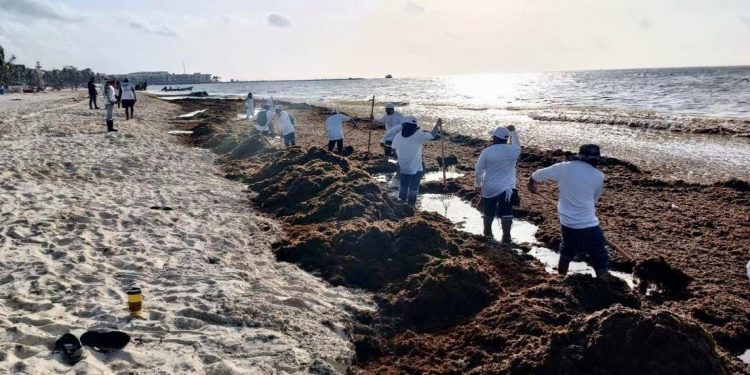 Gobierno de Estefanía Mercado refuerza estrategia contra el sargazo con acciones coordinadas y trabajo permanente en Playa del Carmen
