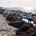 Gobierno de Estefanía Mercado refuerza estrategia contra el sargazo con acciones coordinadas y trabajo permanente en Playa del Carmen