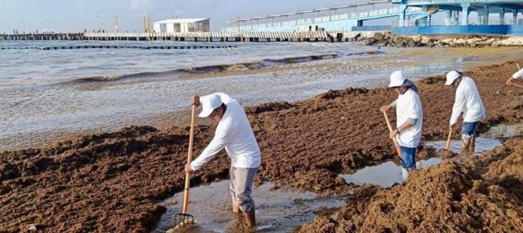 Gobierno de Estefanía Mercado refuerza estrategia contra el sargazo con acciones coordinadas y trabajo permanente en Playa del Carmen