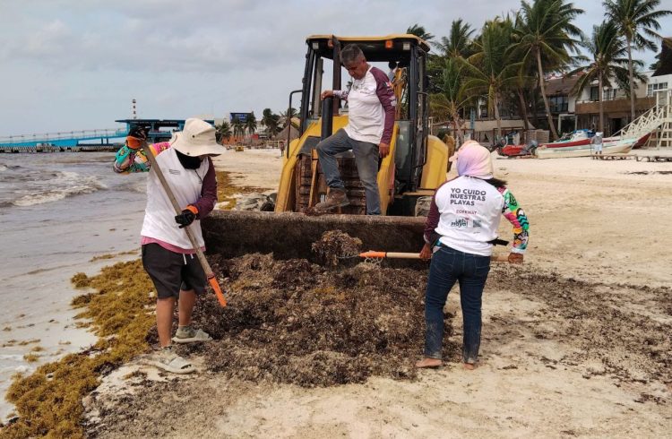 Gobierno de Estefanía Mercado refuerza estrategia contra el sargazo con acciones coordinadas y trabajo permanente en Playa del Carmen