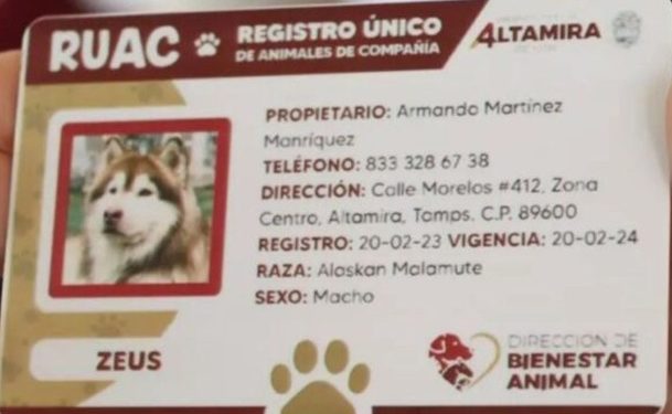 ¡Atención CDMX! Esta es la multa por no tramitar la CURP de tu mascota