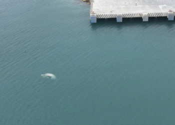 Encuentran ballena sin vida frente al puerto de Progreso