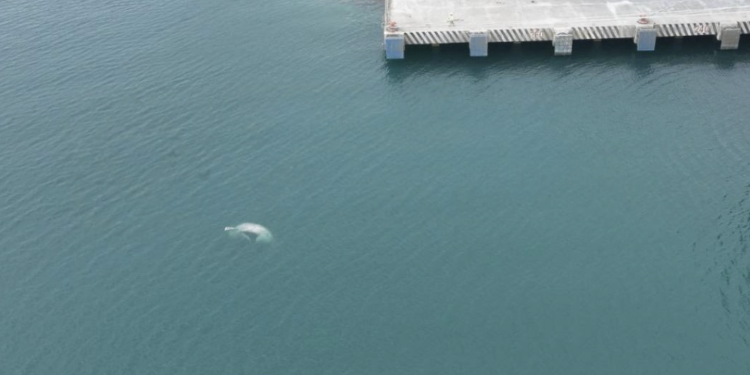 Encuentran ballena sin vida frente al puerto de Progreso