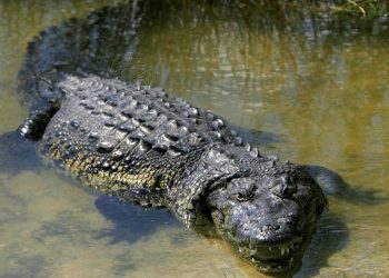 Cocodrilo muerde a niño mientras pescaba en estero de Compostela, Nayarit